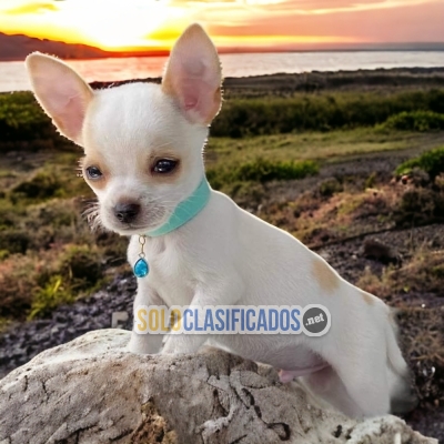 APPLE HEAD CHIHUAHUA DOG AVAILABLE... 