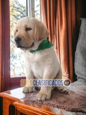 Raza canina de Terranova Labrador Retrierver... 