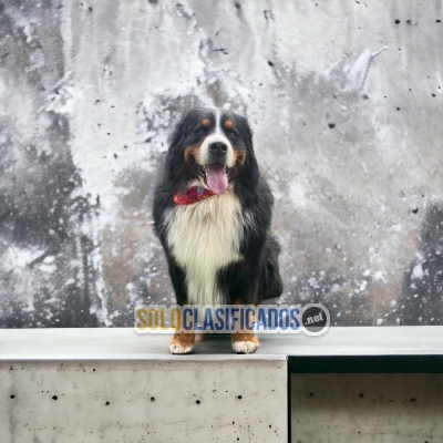 Bernese de Montaña Preciosos Y Bellos Cachorros Para Su Hogar... 