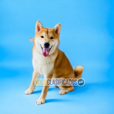 PUPPIES AVAILABLE AKITA INU JAPONES... 