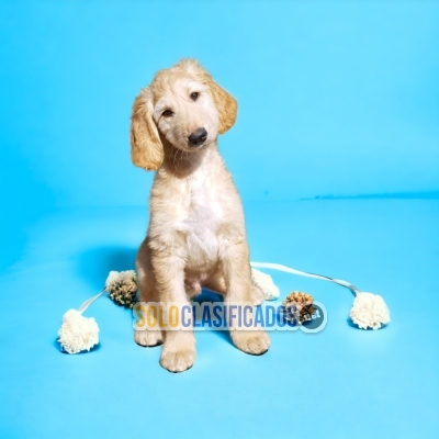 Beautiful puppies available now: AFGHAN HOUND... 