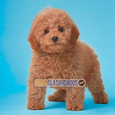DISPONIBLES / AVAILABLE FRENCH POODLE APRICOT... 
