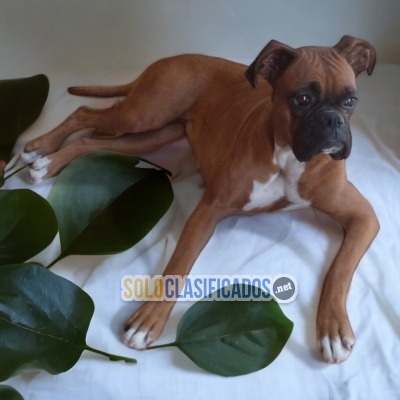 DISPONIBLES HERMOSOS BOXER / BOXER AVAILABLE... 