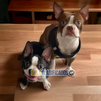 BOSTON TERRIER / BOSTON TERRIER AVAILABLE... 