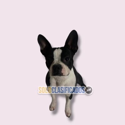 BOSTON TERRIER... 