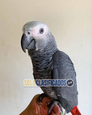 Solo Clasificados - Very young tame full feather talking African grey Congo parrot - imagen: 1