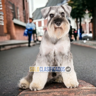 SCHNAUZER GIGANTE    IT WILL BE YOUR BEST COMPANY FROM NOW ON CHE... 