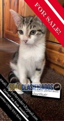 Playfull american shorthair kittens for sale... 
