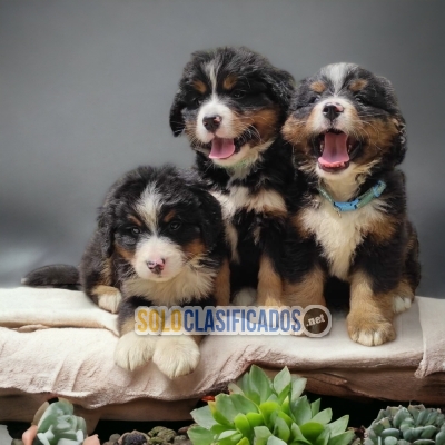 Cachorros Bernes de Montaña! Hermosos... 