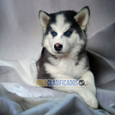 HUSKY SIBERIANO ilinois... 