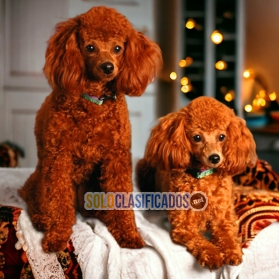 FRENCH POODLE RED... 