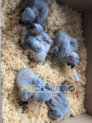 Solo Clasificados - Huevos fértiles de loros loros y aves en venta - imagen: 2