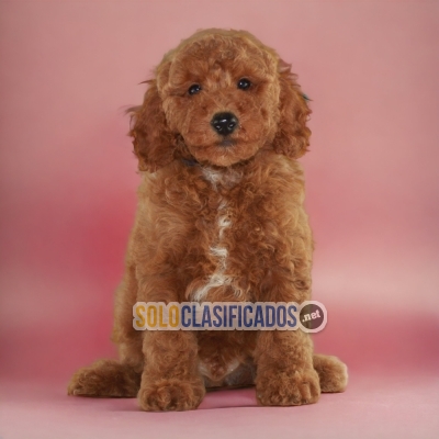 VENTAS DE HERMOSOS CACHORROS DE  FRENSCH POODLE RED... 