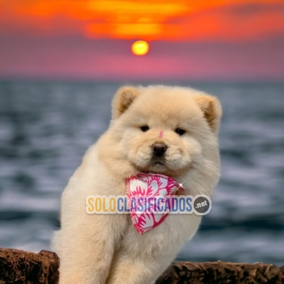 BEAUTIFUL PUPPIES CHOW CHOW... 