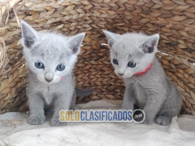 male and female Russian Blue kittens for rehoming... 