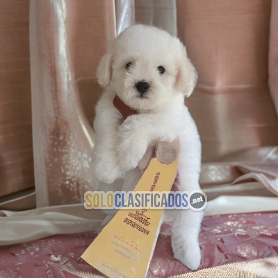 BICHON FRISE AVAILABLIE NORTH CAROLINA... 