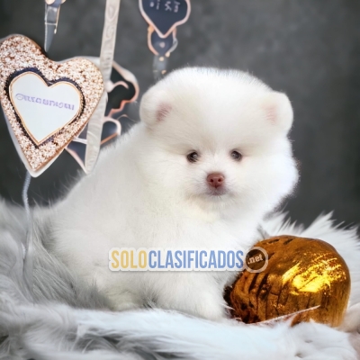 Cachorros pomeranian disponibles... 