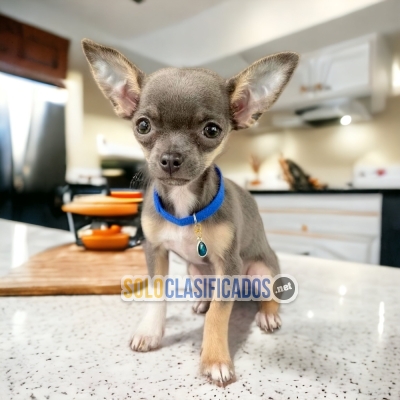 BEAUTIFUL APPLE HEAD CHIHUAHUA... 