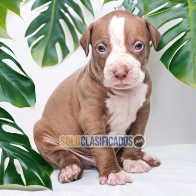 AMERICAN BULLY XL DOGS AVAILABLE... 