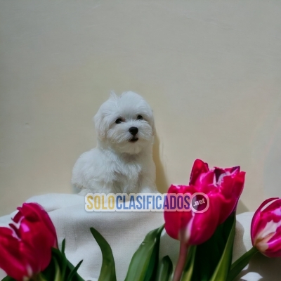 CUTE BICHON MALTES PUPPY AVAILABLE HERE AT THE BEST PRICE... 