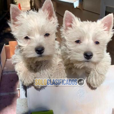 Cachorros West Highland Terrier de excelente apariencia y adiestr... 
