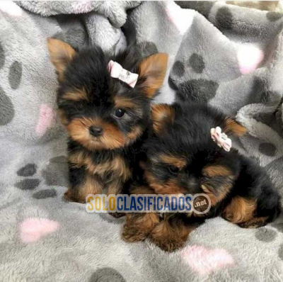 Solo Clasificados - Perro Yorkie mini toy macho y hembra en venta - imagen: 3