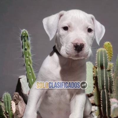 SWEET PUPPIES DOGO ARGENTINO... 