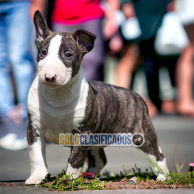 Bello BULL TERRIER para tu familia... 