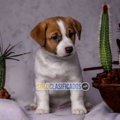 DULCES CACHORROS JACK RUSELL... 