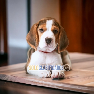 Beagle Poket Americano Charming and Cute Puppies... 