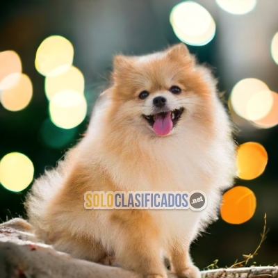 POMERANIAN DISPONIBLE AQUI YA... 