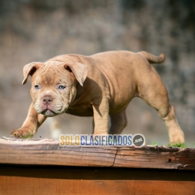 AMERICAN BULLY M          IT WILL BE YOUR BEST COMPANY FROM NOW O... 