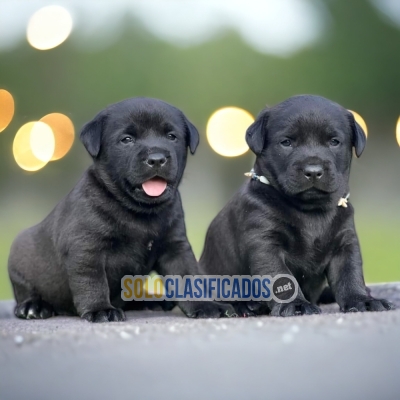 LABRADOR RETRIVIER DISPONIBLE AQUI YA... 