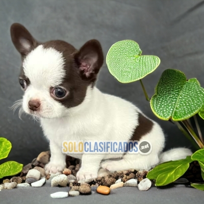 HERMOSO CHIHUAHUA CABEZA DE MANZANA DISPONIBLE AQUI COMPRALO AHOR... 