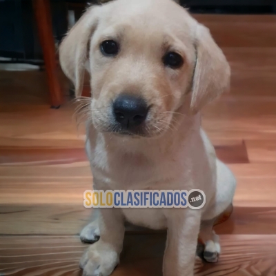 2BEAUTIFUL PUPPIES  AVAILABLE  LABRADOR RETRIEVER... 