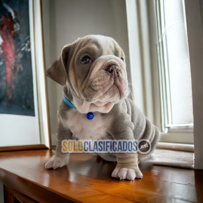 CAACHORRO BULLDOG INGLES EXOTICO... 