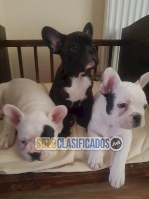 Adorables bulldog frances miniatura blanco y negro en venta  What... 