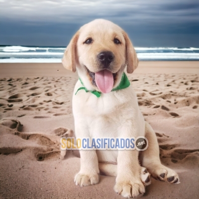 Lovely and Beautiful Labrador Retriever puppy... 