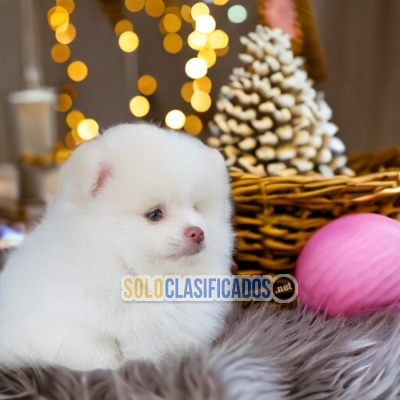 Pomerian Lovely and Cute Puppies... 
