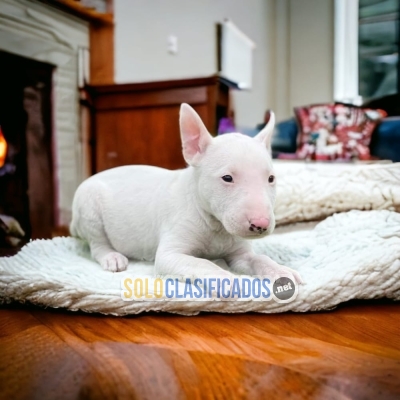 Preciosos y bellos cachorros BULL TERRIER... 