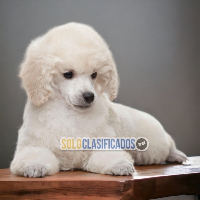 FRENCH POODLE NORMAL         IT WILL BE YOUR BEST COMPANY FROM NO... 