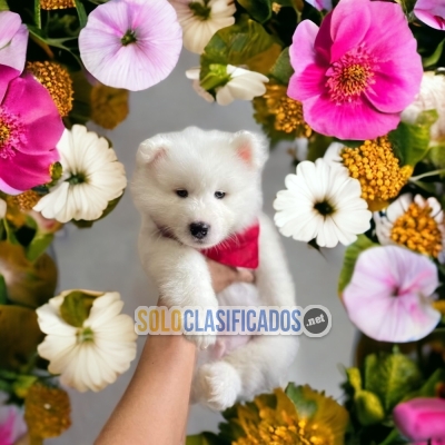 Samoyedo samoyano dog certificate of purity of breed... 