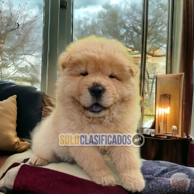 Adorables cachorros chow chow... 