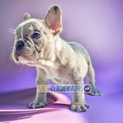 CUTE EXOTIC FRENCH BULLDOG... 