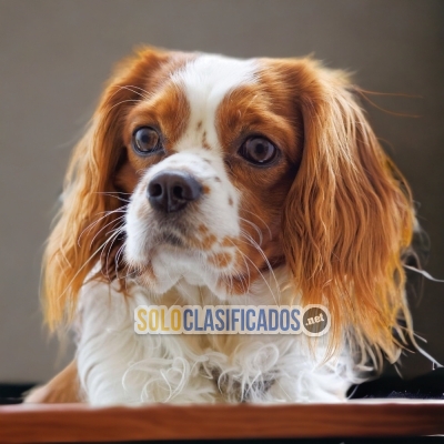 CAVALIER KING CHARLES SPANIEL IT WILL BE YOUR BEST COMPANY FROM N... 