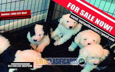 OLD ENGLISH SHEEPDOG FOR SALE... 