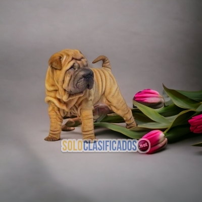 Shar Pei Grandiosos Cachorros... 