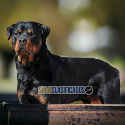 ROTTWEILER LÍNEA AMERICANA    I WILL BE YOUR BEST FAITHFUL FRIEND... 