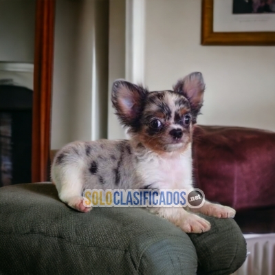 CHIHUAHAS DE PELO LARGO... 