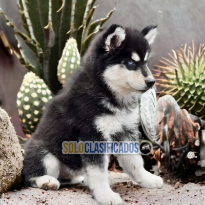 DULCES CACHORROS HUSKY SIBERIANO... 